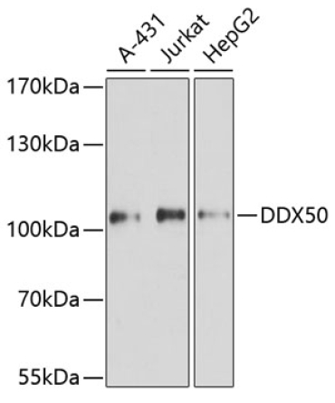 DDX50 Rabbit Polyclonal Antibody