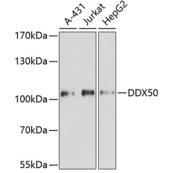 DDX50 Rabbit Polyclonal Antibody