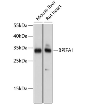 BPIFA1 Rabbit Polyclonal Antibody