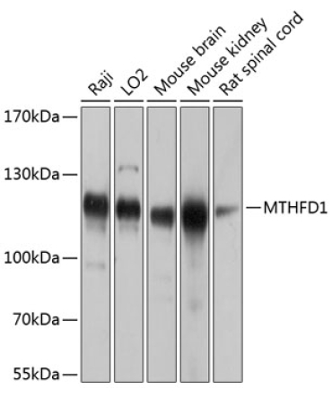 MTHFD1 Rabbit Polyclonal Antibody