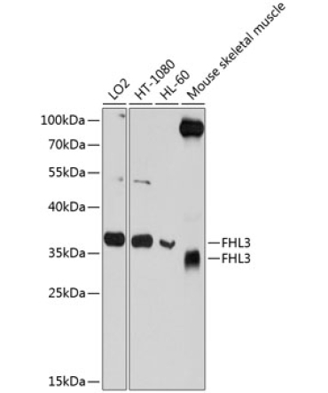 FHL3 Rabbit Polyclonal Antibody