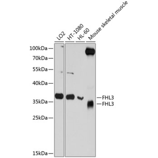 FHL3 Rabbit Polyclonal Antibody