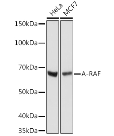 A-RAF Rabbit Monoclonal Antibody