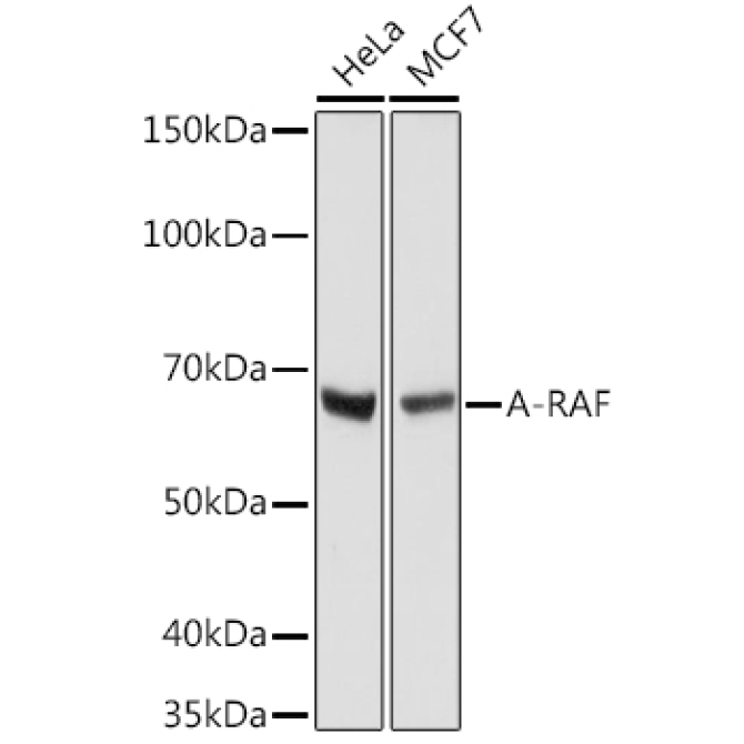 A-RAF Rabbit Monoclonal Antibody