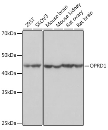 OPRD1 Rabbit Monoclonal Antibody
