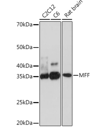 MFF Rabbit Monoclonal Antibody