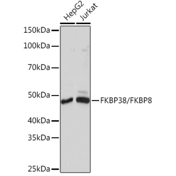 FKBP38/FKBP8 Rabbit Monoclonal Antibody