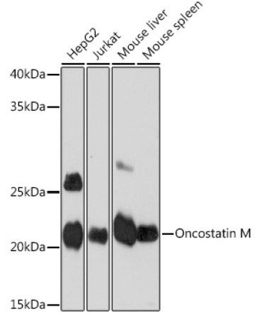 Oncostatin M Rabbit Monoclonal Antibody