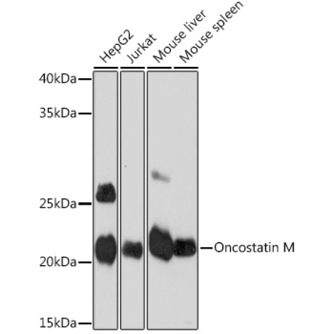 Oncostatin M Rabbit Monoclonal Antibody