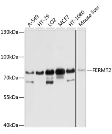 FERMT2 Rabbit Polyclonal Antibody
