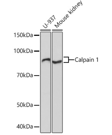 Calpain 1 Rabbit Monoclonal Antibody