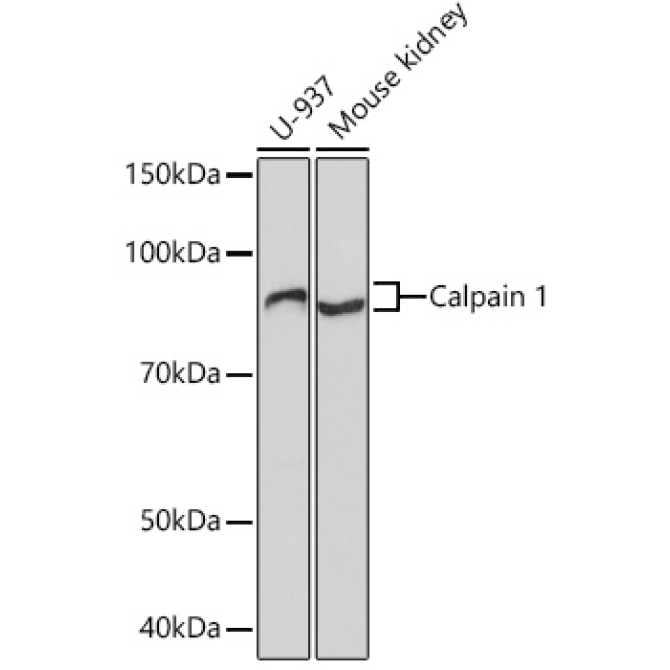 Calpain 1 Rabbit Monoclonal Antibody