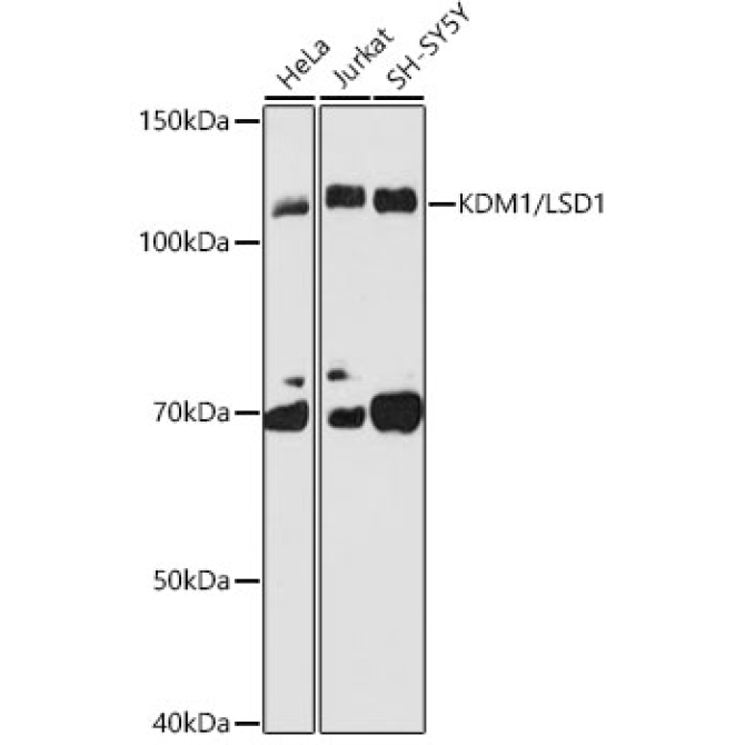 KDM1 / LSD1 Rabbit Monoclonal Antibody