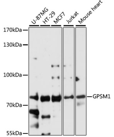 GPSM1 Rabbit Polyclonal Antibody