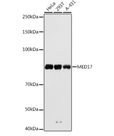 MED17 Rabbit Polyclonal Antibody