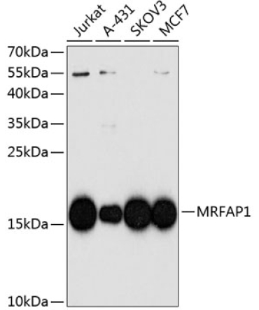 MRFAP1 Rabbit Polyclonal Antibody