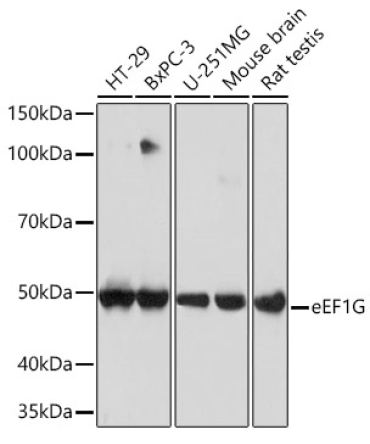 eEF1G Rabbit Monoclonal Antibody