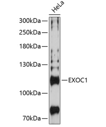 EXOC1 Rabbit Polyclonal Antibody