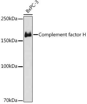 Complement factor H Rabbit Monoclonal Antibody