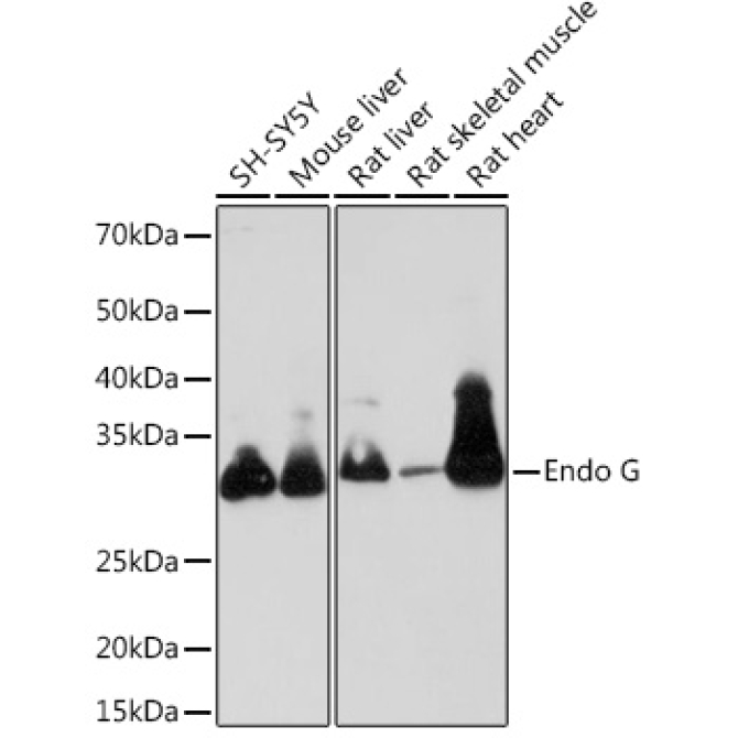 Endo G Rabbit Monoclonal Antibody