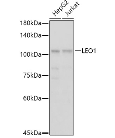 LEO1 Rabbit Polyclonal Antibody