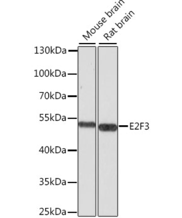 E2F3 Rabbit Polyclonal Antibody