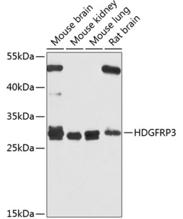 HDGFRP3 Rabbit Polyclonal Antibody