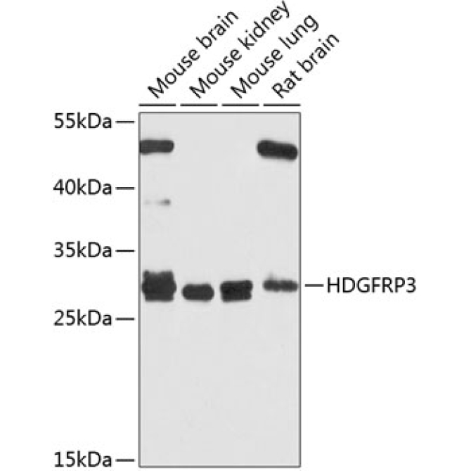 HDGFRP3 Rabbit Polyclonal Antibody