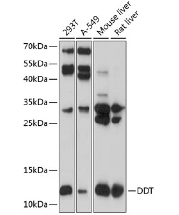 DDT Rabbit Polyclonal Antibody