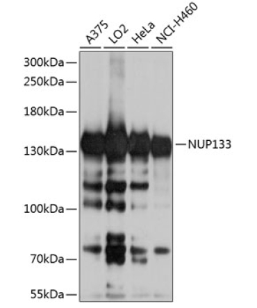 NUP133 Rabbit Polyclonal Antibody