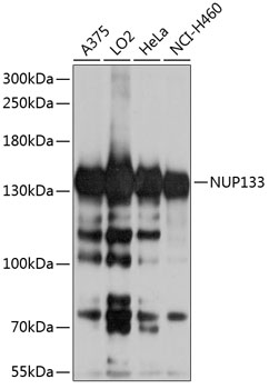 NUP133 Rabbit Polyclonal Antibody