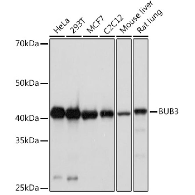 BUB3 Rabbit Monoclonal Antibody