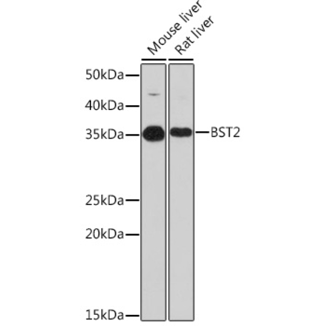 BST2 Rabbit Monoclonal Antibody