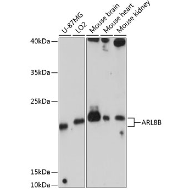 ARL8B Rabbit Polyclonal Antibody