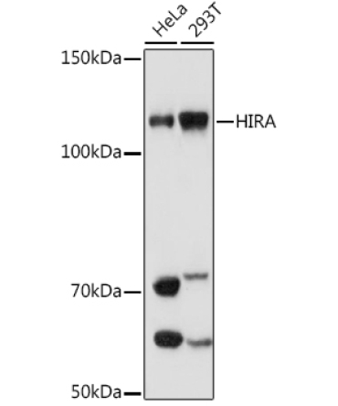 HIRA Rabbit Monoclonal Antibody