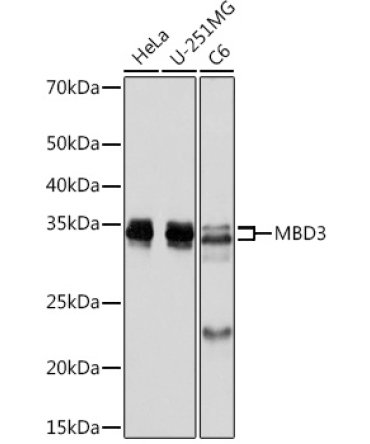 MBD3 Rabbit Monoclonal Antibody