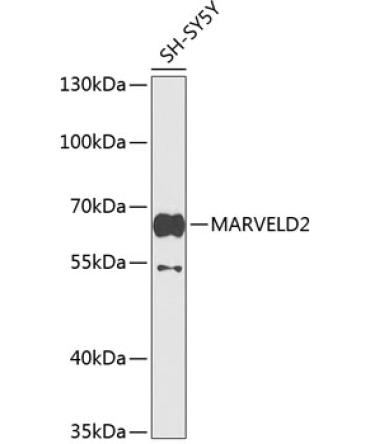 MARVELD2 Rabbit Polyclonal Antibody