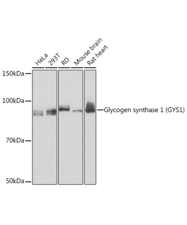 Glycogen synthase 1 (GYS1) Rabbit Monoclonal Antibody