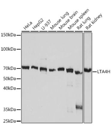 LTA4H Rabbit Monoclonal Antibody