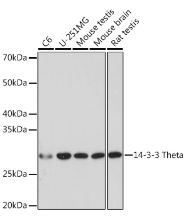 14-3-3 Theta Rabbit Monoclonal Antibody