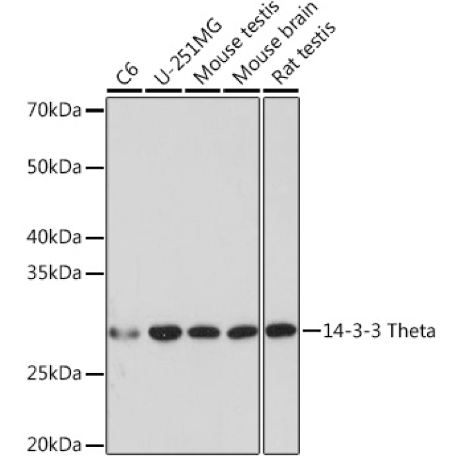 14-3-3 Theta Rabbit Monoclonal Antibody