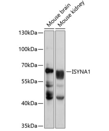 ISYNA1 Rabbit Polyclonal Antibody