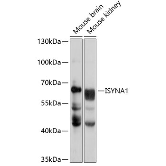 ISYNA1 Rabbit Polyclonal Antibody