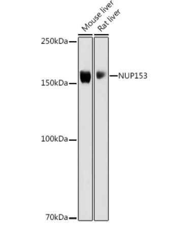 NUP153 Rabbit Polyclonal Antibody