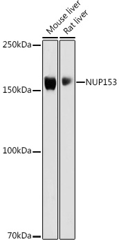 NUP153 Rabbit Polyclonal Antibody
