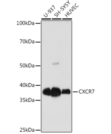 CXCR7 Rabbit Monoclonal Antibody