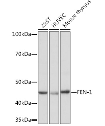 FEN-1 Rabbit Monoclonal Antibody