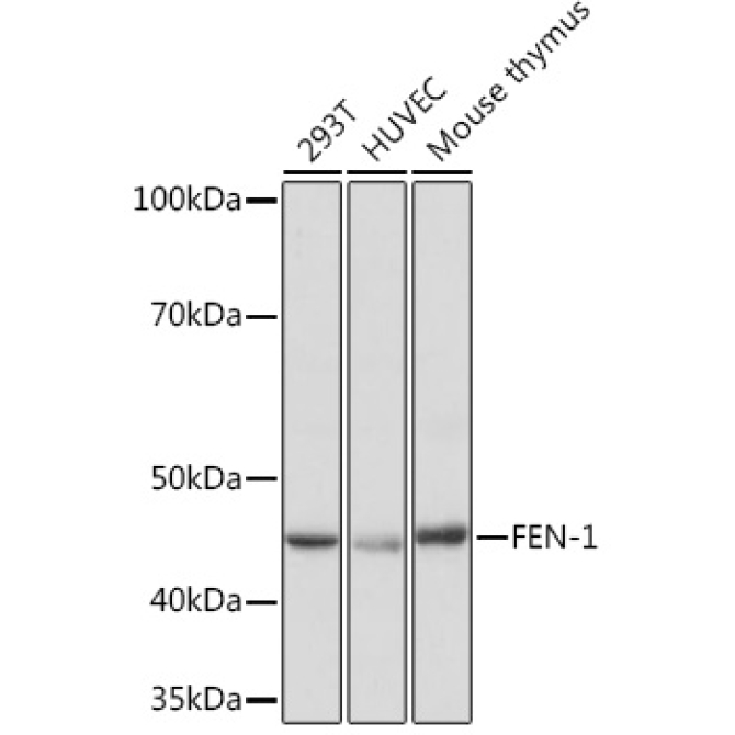 FEN-1 Rabbit Monoclonal Antibody