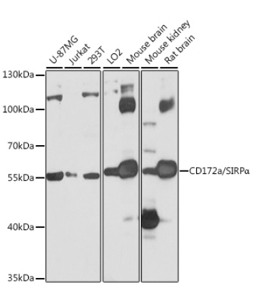 CD172a/SIRPAlpha Rabbit Polyclonal Antibody