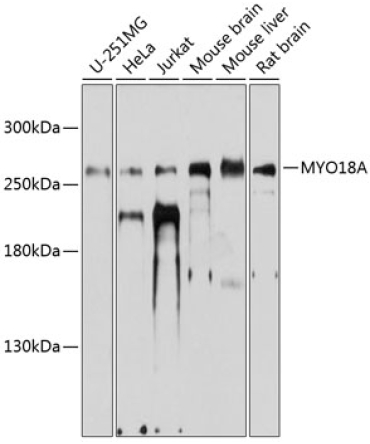 MYO18A Rabbit Polyclonal Antibody